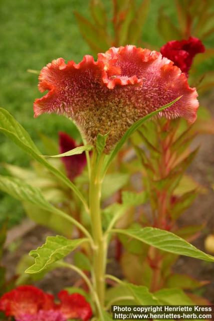 Photo: Celosia argentea cris.