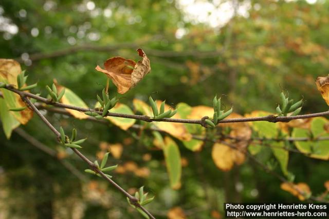 Photo: Cercidiphyllum japonicum 5.