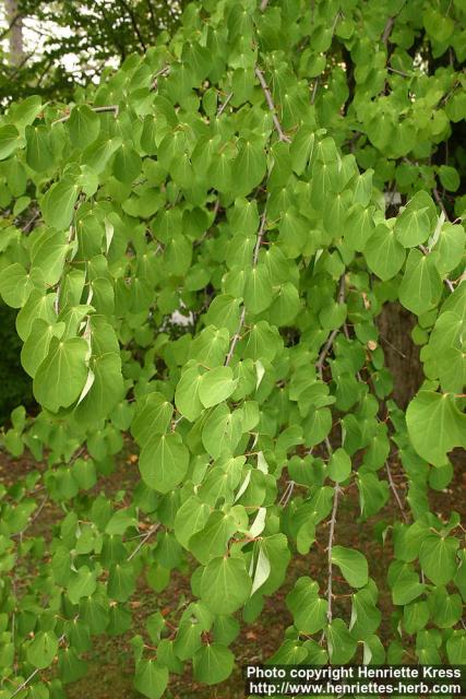 Photo: Cercidiphyllum japonicum 6.