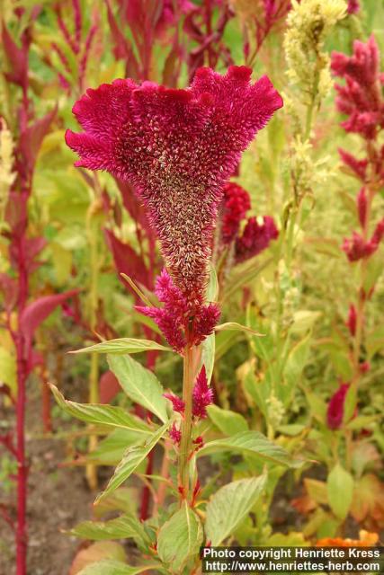 Photo: Celosia argentea cris 4.