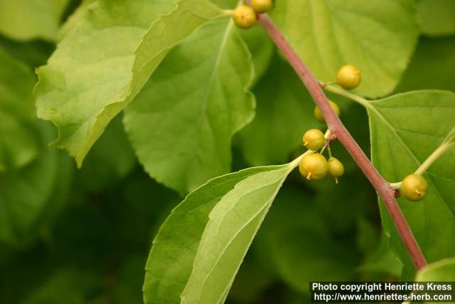 Photo: Celastrus orbiculatus 1.