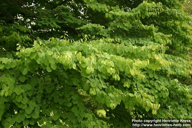 Photo: Cercidiphyllum japonicum 8.