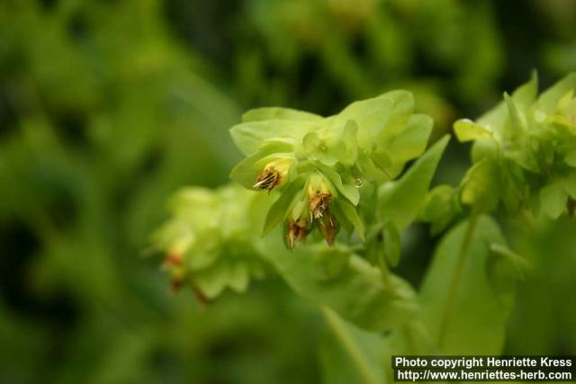 Photo: Cerinthe minor 1.