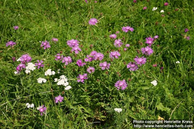 Photo: Centaurea jacea.