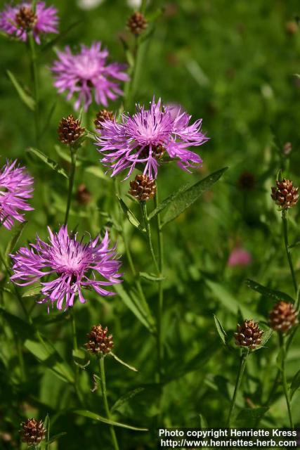 Photo: Centaurea jacea 1.