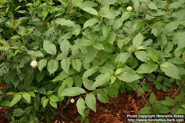 Photo: Cephalanthus occidentalis.