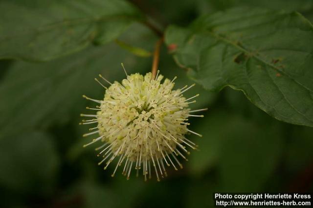 Photo: Cephalanthus occidentalis 2.