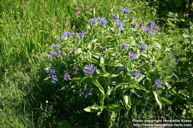 Photo: Centaurea montana 6.