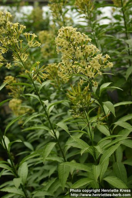 Photo: Cestrum parqui.