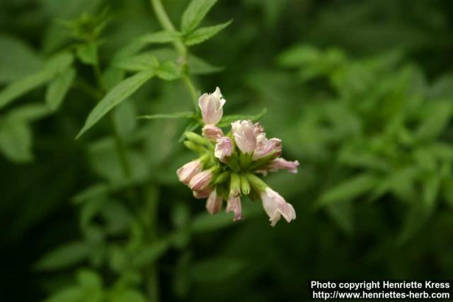 Photo: Cedronella canariensis.