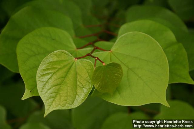 Photo: Cercis chinensis 3.