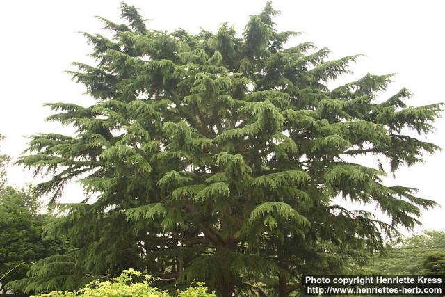 Photo: Cedrus deodara 4.