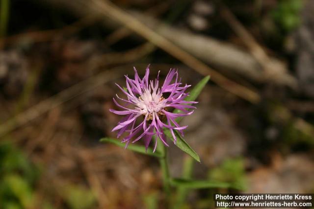 Photo: Centaurea jacea 4.