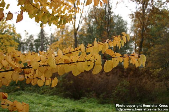 Photo: Cercidiphyllum japonicum 10.