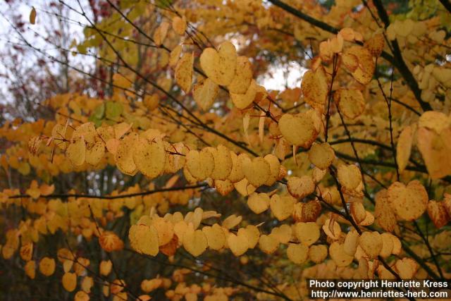 Photo: Cercidiphyllum japonicum 11.