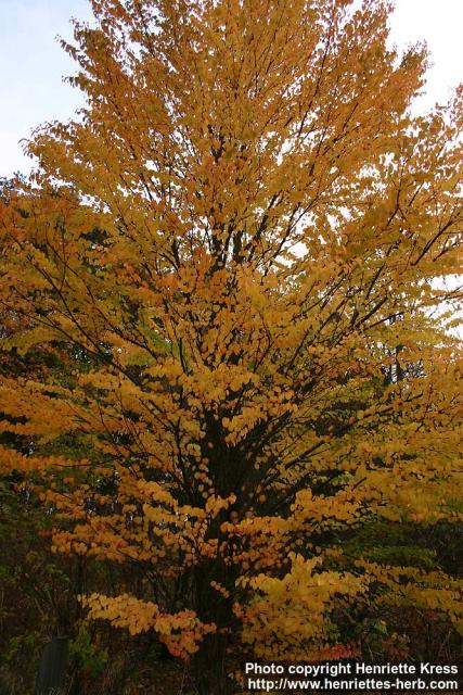 Photo: Cercidiphyllum japonicum 12.