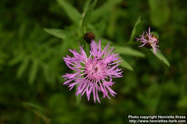 Photo: Centaurea phrygia 1.