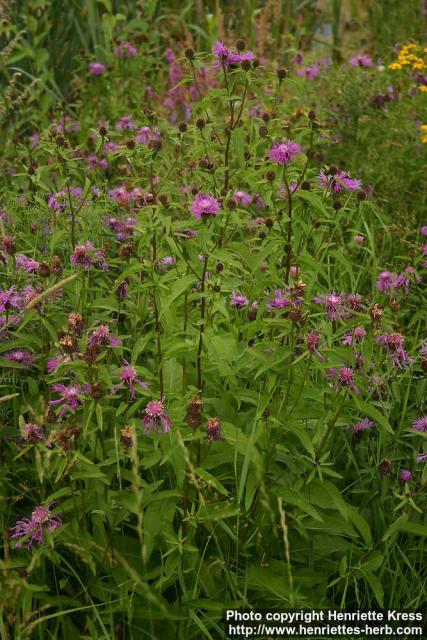 Photo: Centaurea phrygia 2.