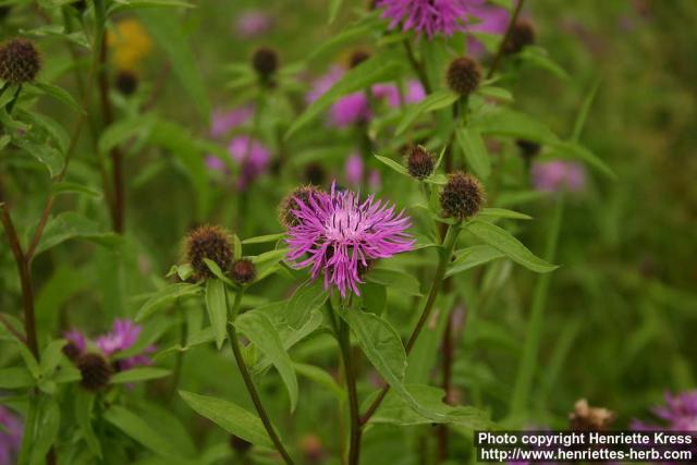 Photo: Centaurea phrygia 3.