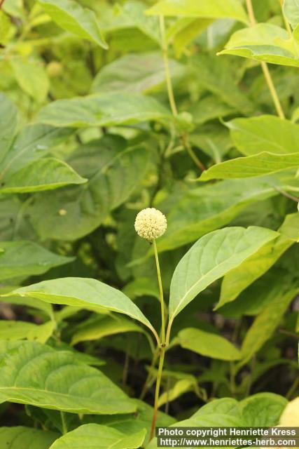 Photo: Cephalanthus occidentalis 7.