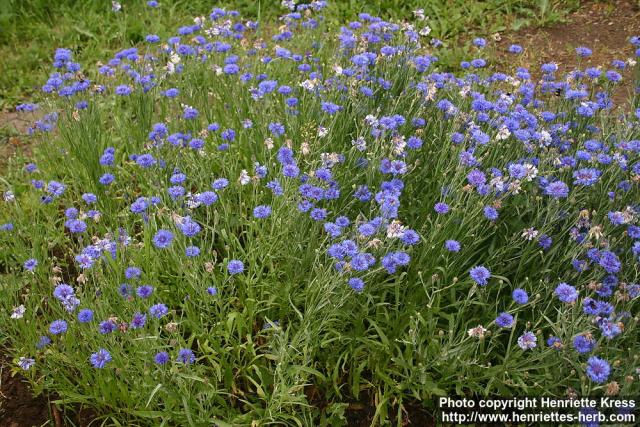 Photo: Centaurea cyanus 10.