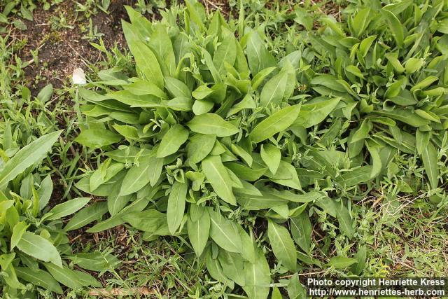 Photo: Centaurea montana 08.