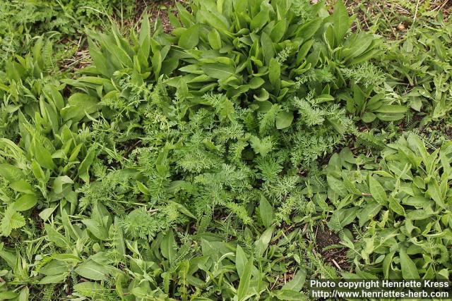 Photo: Centaurea montana 10.