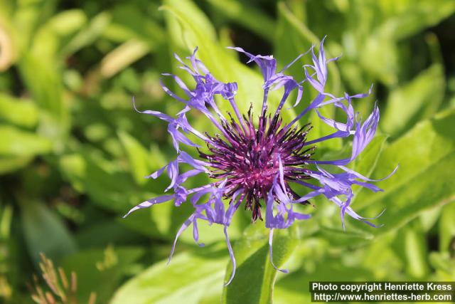 Photo: Centaurea montana 13.