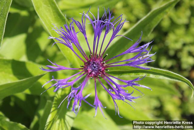 Photo: Centaurea montana 14.