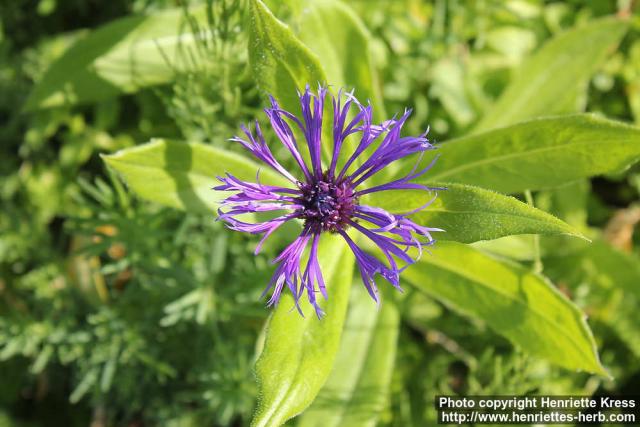 Photo: Centaurea montana 15.