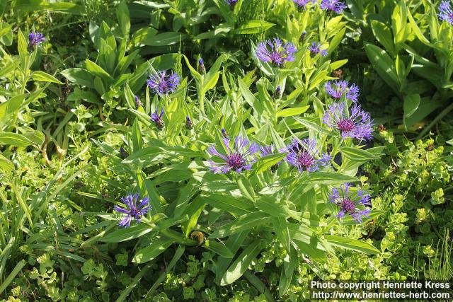 Photo: Centaurea montana 17.