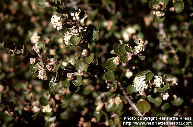 Photo: Ceanothus 1.