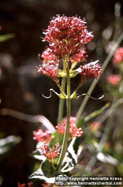 Photo: Centranthus ruber 1.