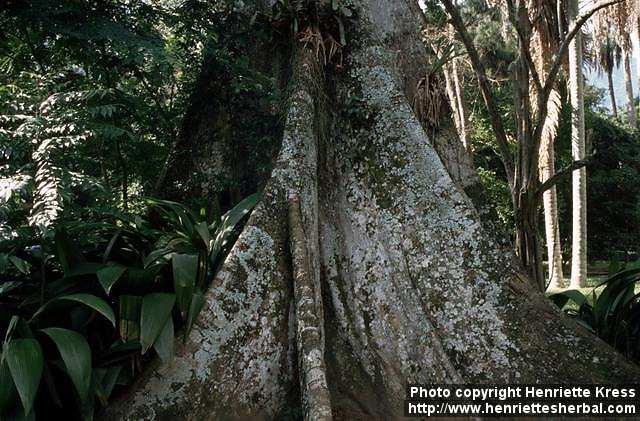 Photo: Ceiba pentandra 1.