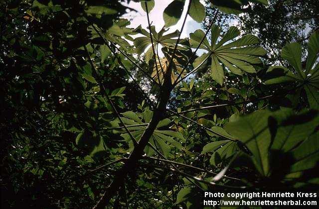 Photo: Cecropia 1.