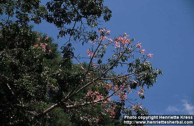 Photo: Ceiba insignis.