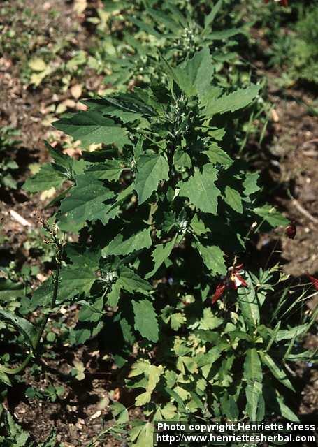 Photo: Chenopodium album.