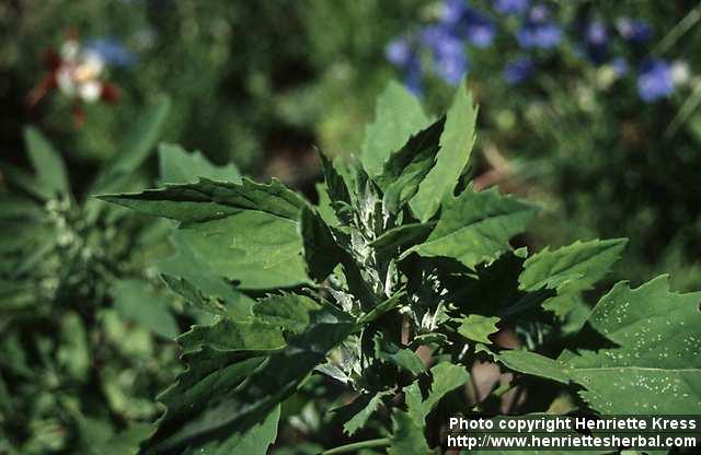 Photo: Chenopodium album 1.