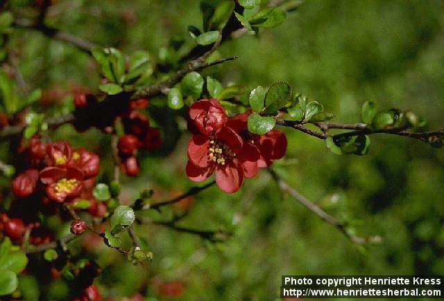 Photo: Chaenomeles japonica 1.