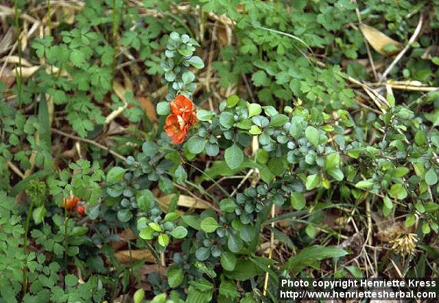 Photo: Chaenomeles japonica 3.