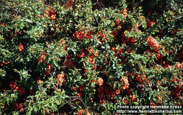 Photo: Chaenomeles japonica 4.