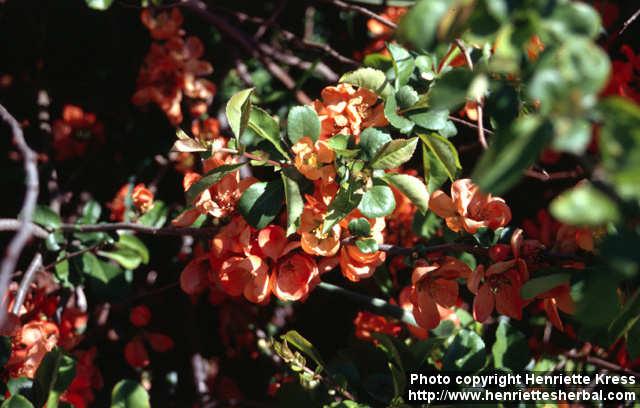 Photo: Chaenomeles japonica 5.