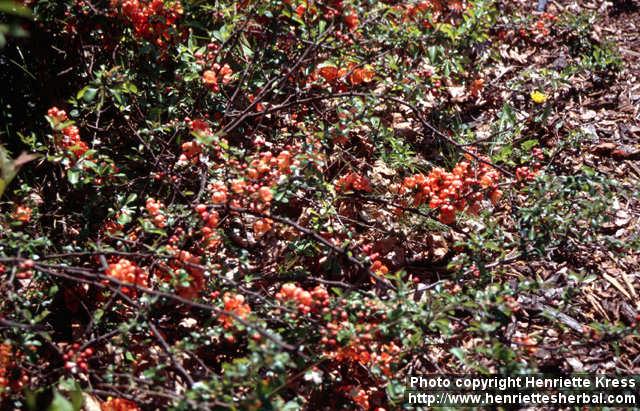 Photo: Chaenomeles japonica 6.