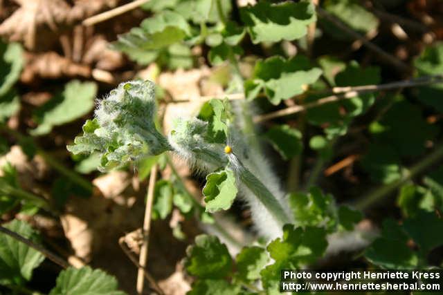 Photo: Chelidonium majus 6.