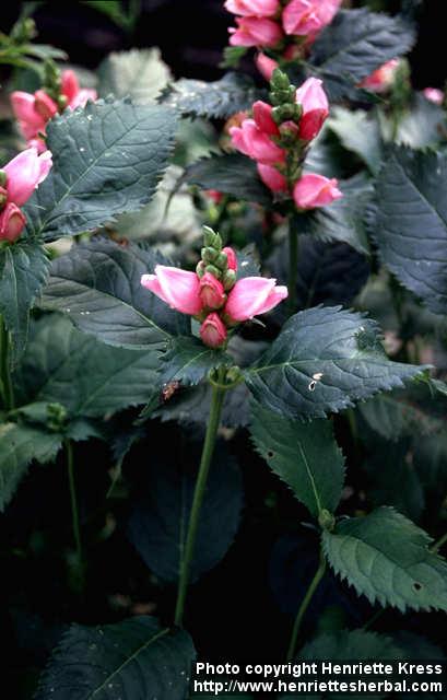 Photo: Chelone obliqua.