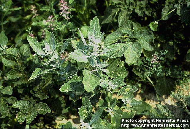 Photo: Chenopodium album 2.