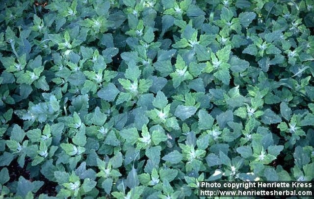 Photo: Chenopodium album 5.