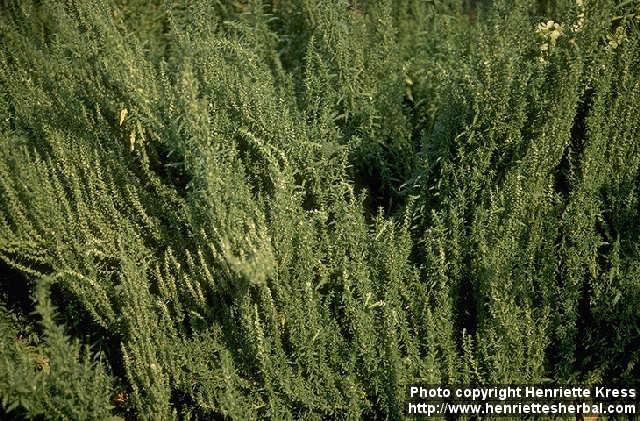 Photo: Chenopodium ambrosioides 1.