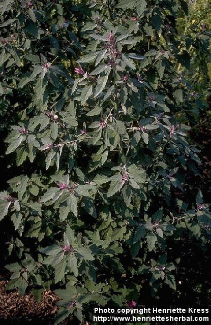 Photo: Chenopodium giganteum 1.