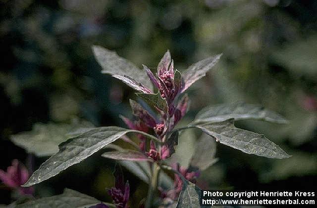 Photo: Chenopodium giganteum.